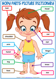 Body Parts ESL Printable Picture Dictionary For Kids