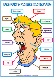Face Parts ESL Printable Picture Dictionary For Kids